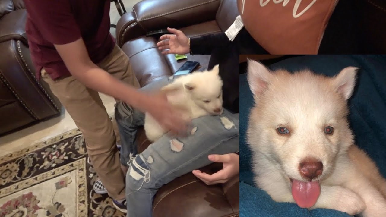 Surprising my little brother with his DREAM PUPPY! 🤯🐕