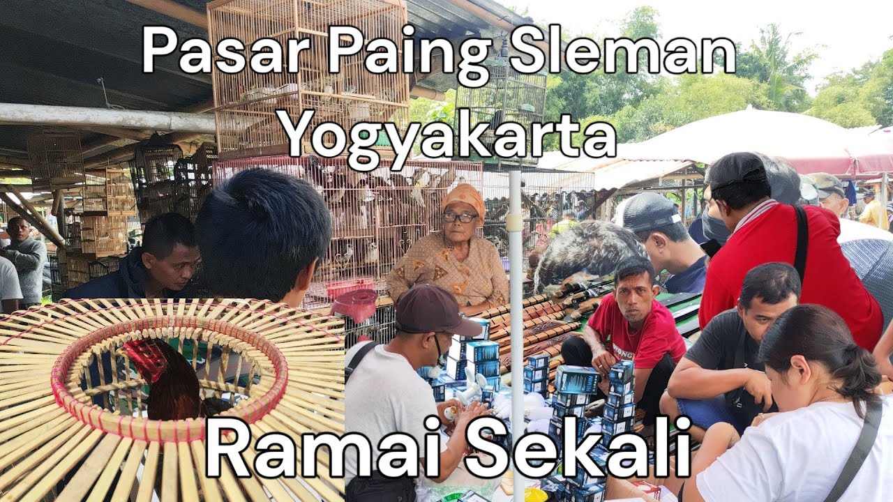 Terkini!! Pasar Pahing Sleman Yogyakarta JL Magelang Klitikan Ungas Hewan Peliharaan Semua Ada.