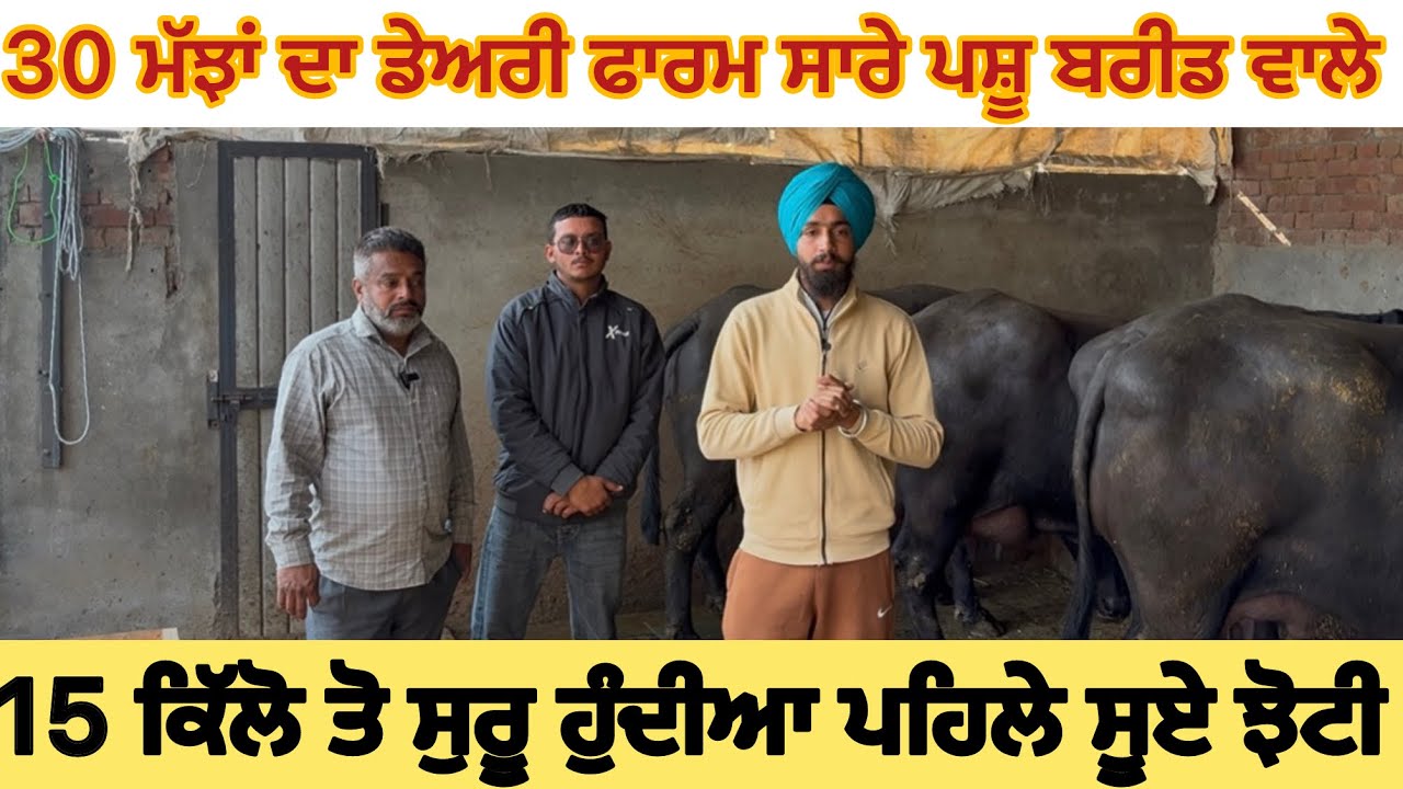 ਸੁਣੋ ਕਿਸ ਝੋਟੇ ਦਾ ਰਿਜ਼ਲਟ ਚੰਗਾ ਤੇ ਕਿੰਨੇ ਟਾਈਮ ਵਿਚ ਬਰੀਡ ਤਿਆਰ ਹੋ ਗਈ 