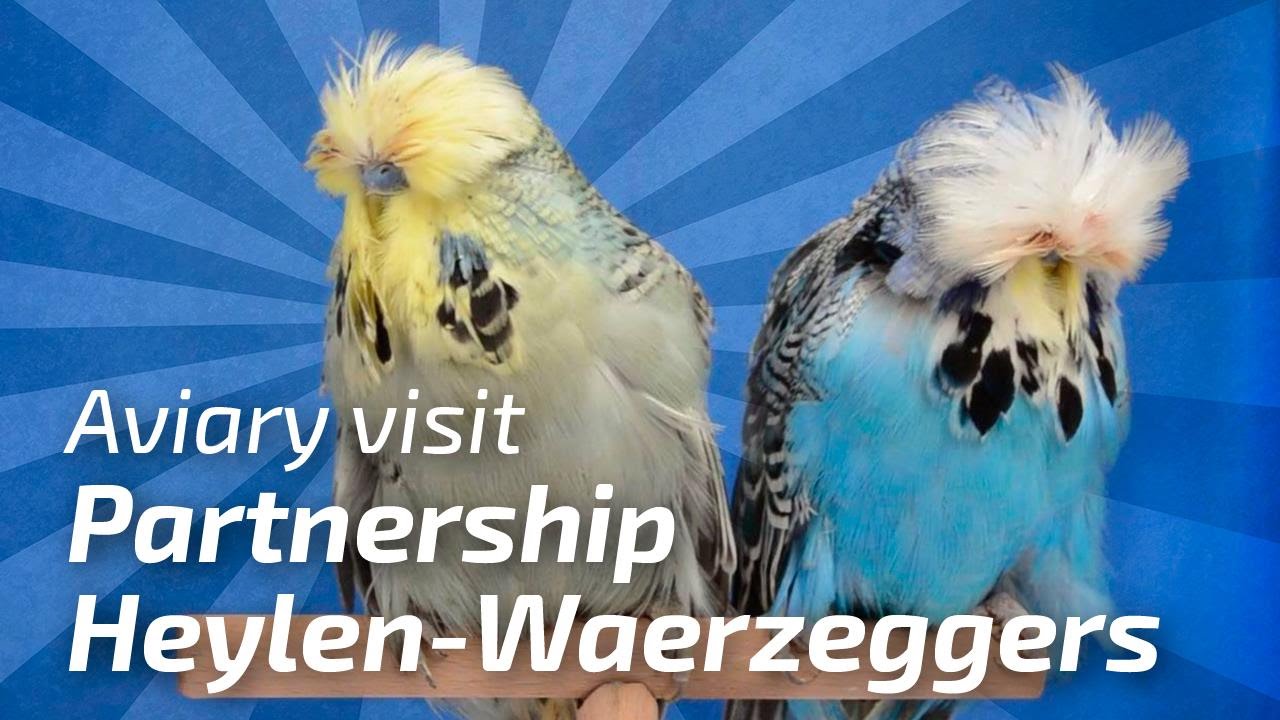 Partnership Heylen - Waerzeggers PART 01 [🌍Budgie Planet] Exhibition Budgies / Periquito Inglés