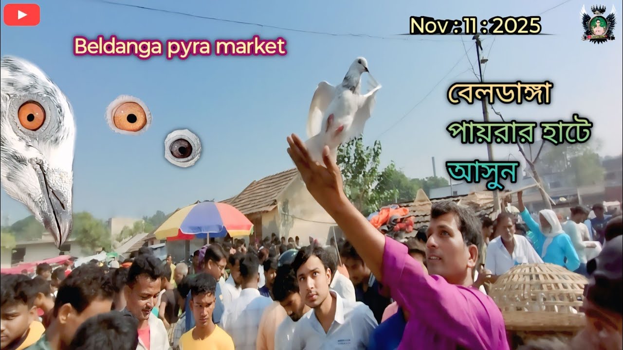 বেলডাঙ্গা বিখ্যাত পায়রার হাটে আসো 🕊️ Beldanga pyra market 😍#kabutar #pigeon #viralvideo #ytshorts 