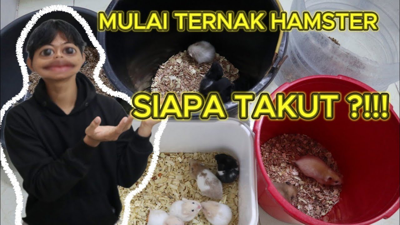 BELAJAR TERNAK HAMSTER 2025 SIAPA TAKUT!!!