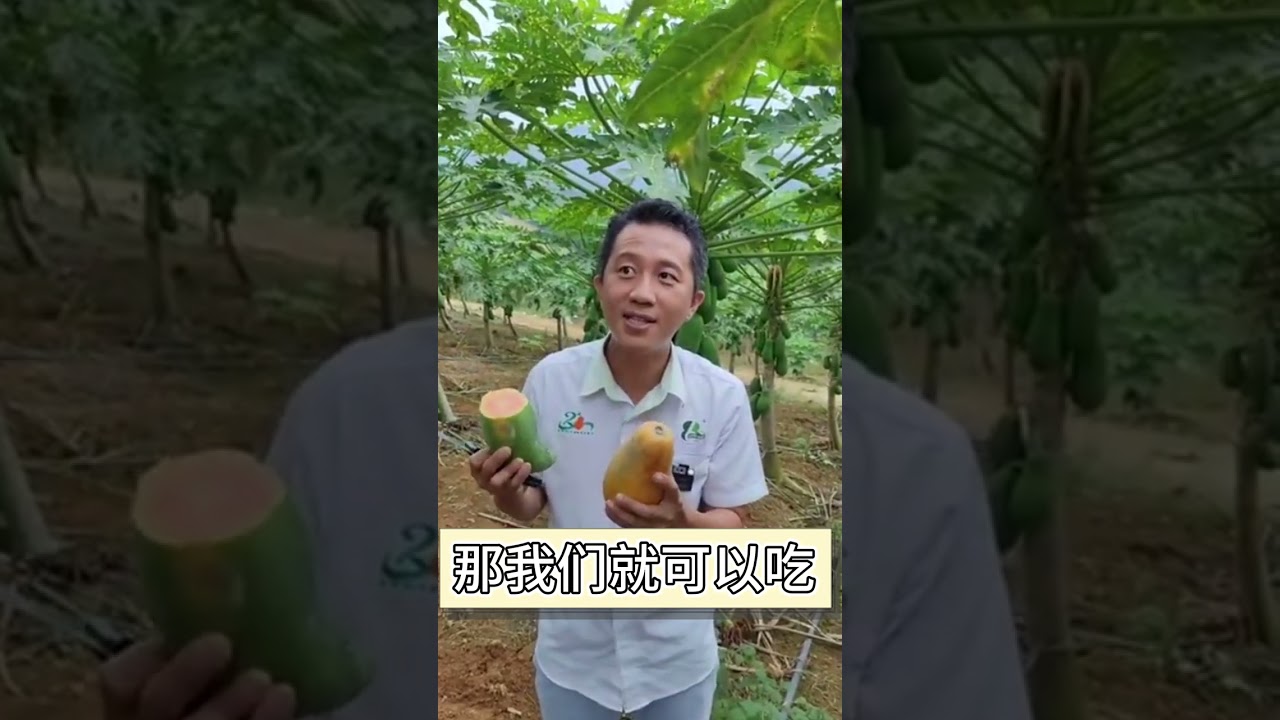 木瓜种植小技巧， 让你的木瓜长得肥壮！