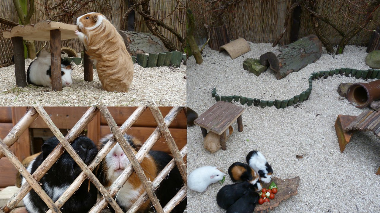 Guinea Pigs Outdoors!
