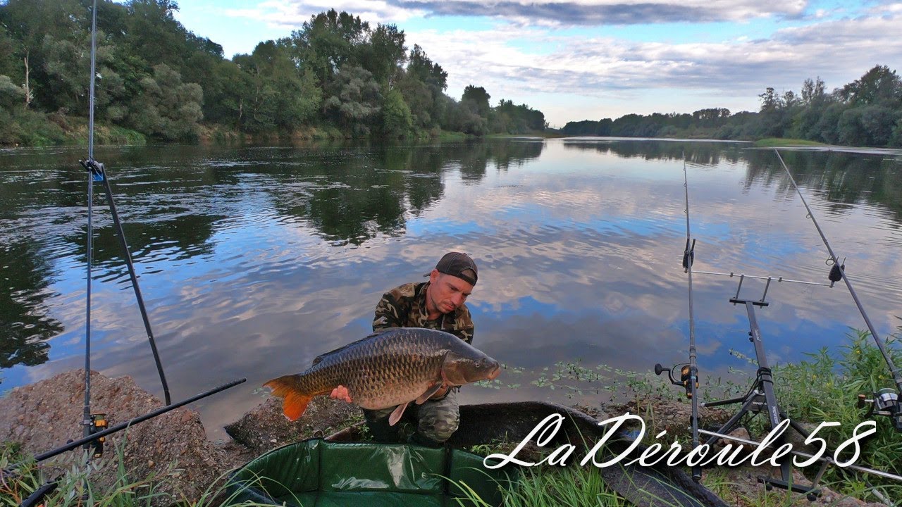 Les carpes de Loire déroulent début septembre ! Départs en direct !...