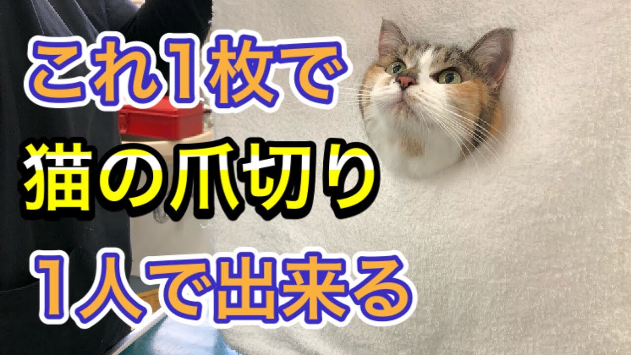 【猫のタオルで爪切り】これなら１人でも切れるタオルを使った猫の爪切りのやりかた。暴れる、怒る猫ちゃんにも使える！