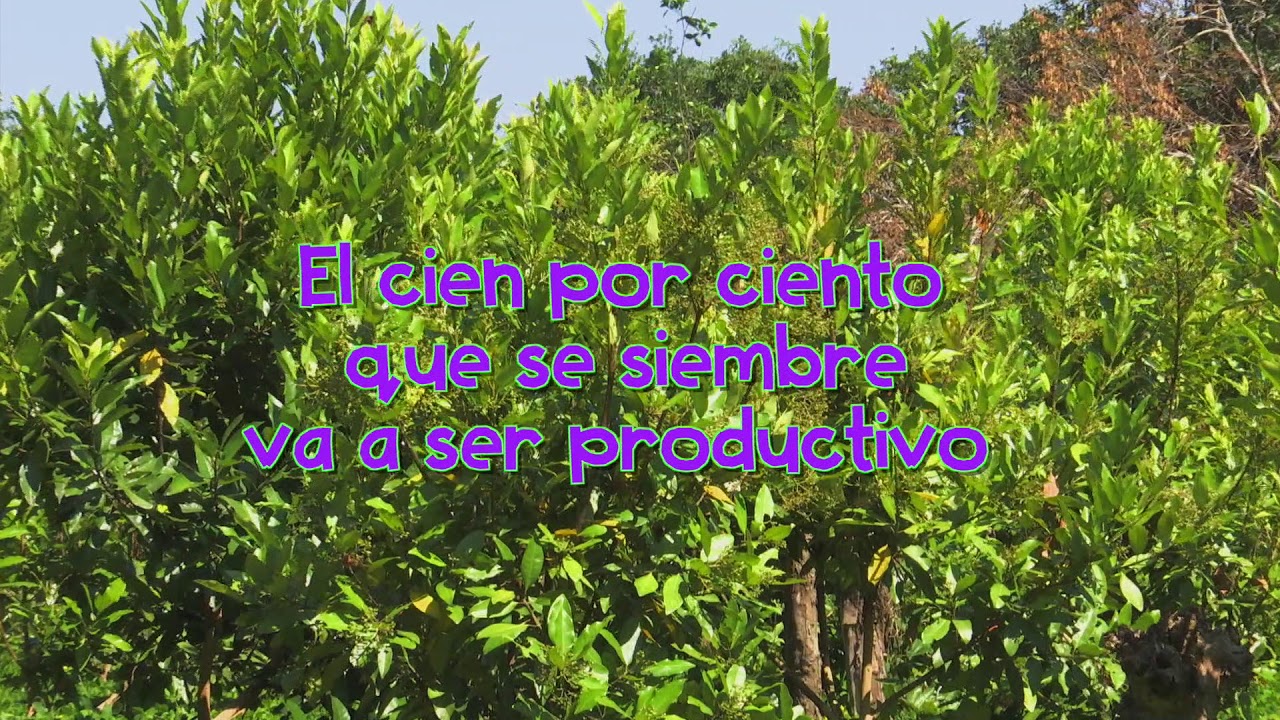 Veracruz Agropecuario - Injerto de Árbol de Pimienta