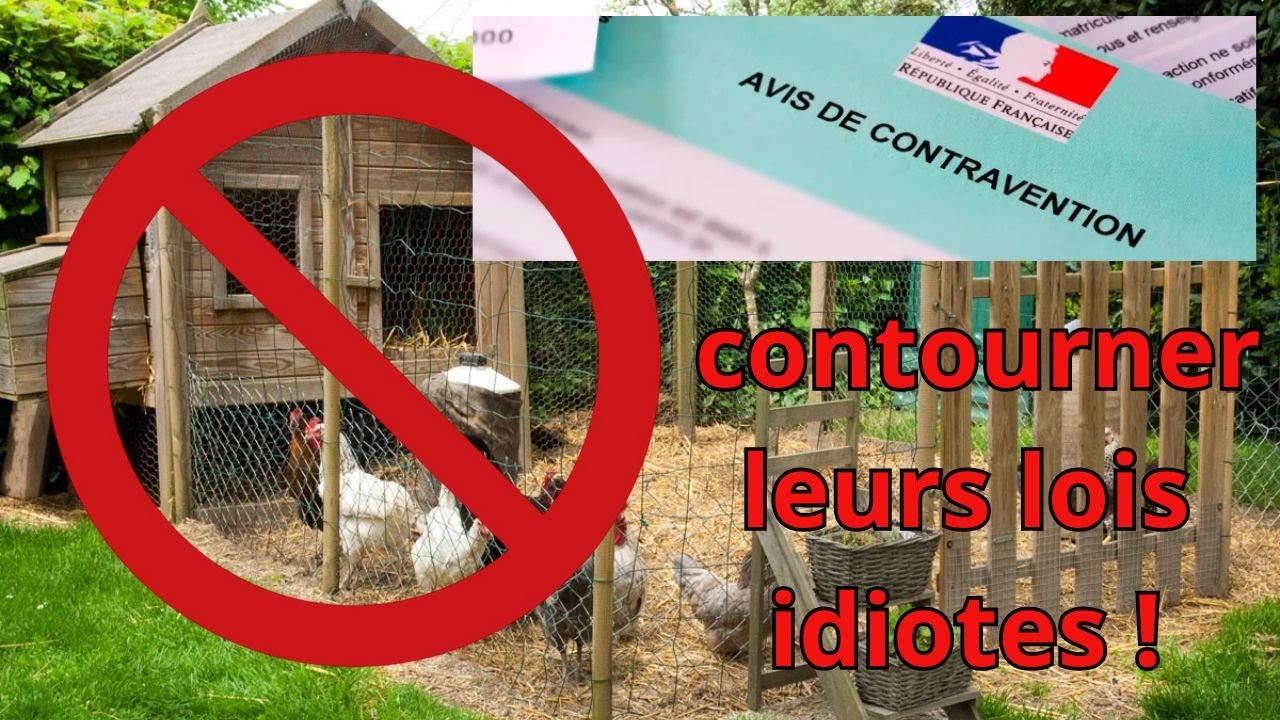 Taxe des poulaillers : comment ne pas payer !