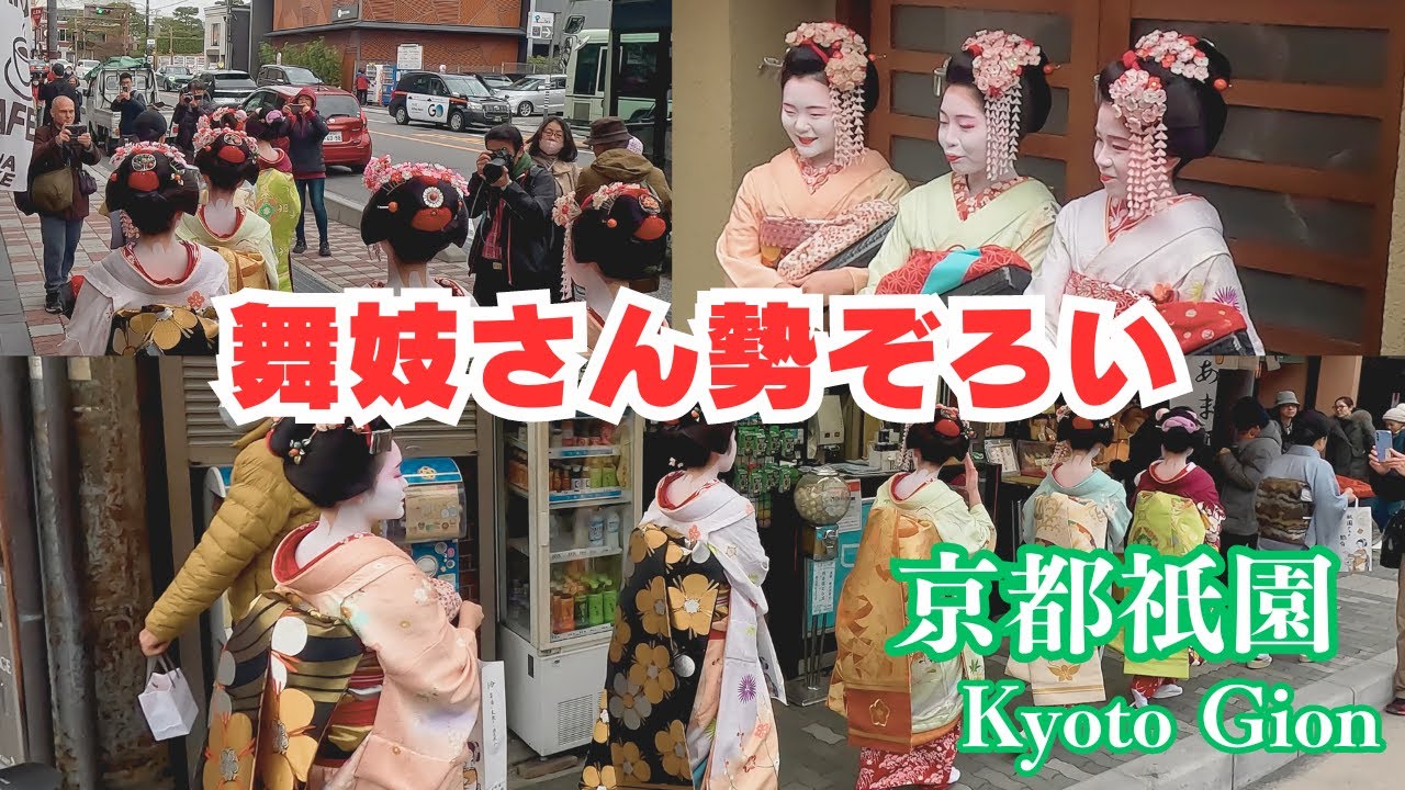 舞妓さん勢揃い  だらり帯の可愛い舞妓 京都祇園東 kyoto