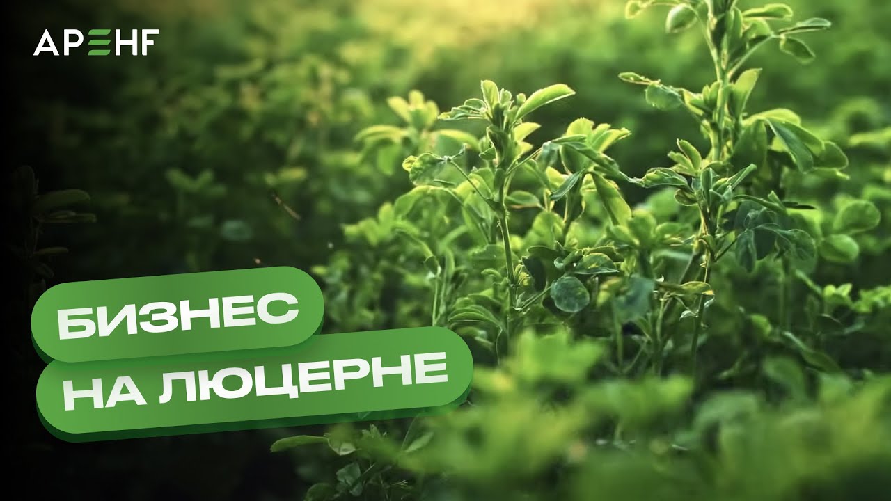 Бизнес на люцерне