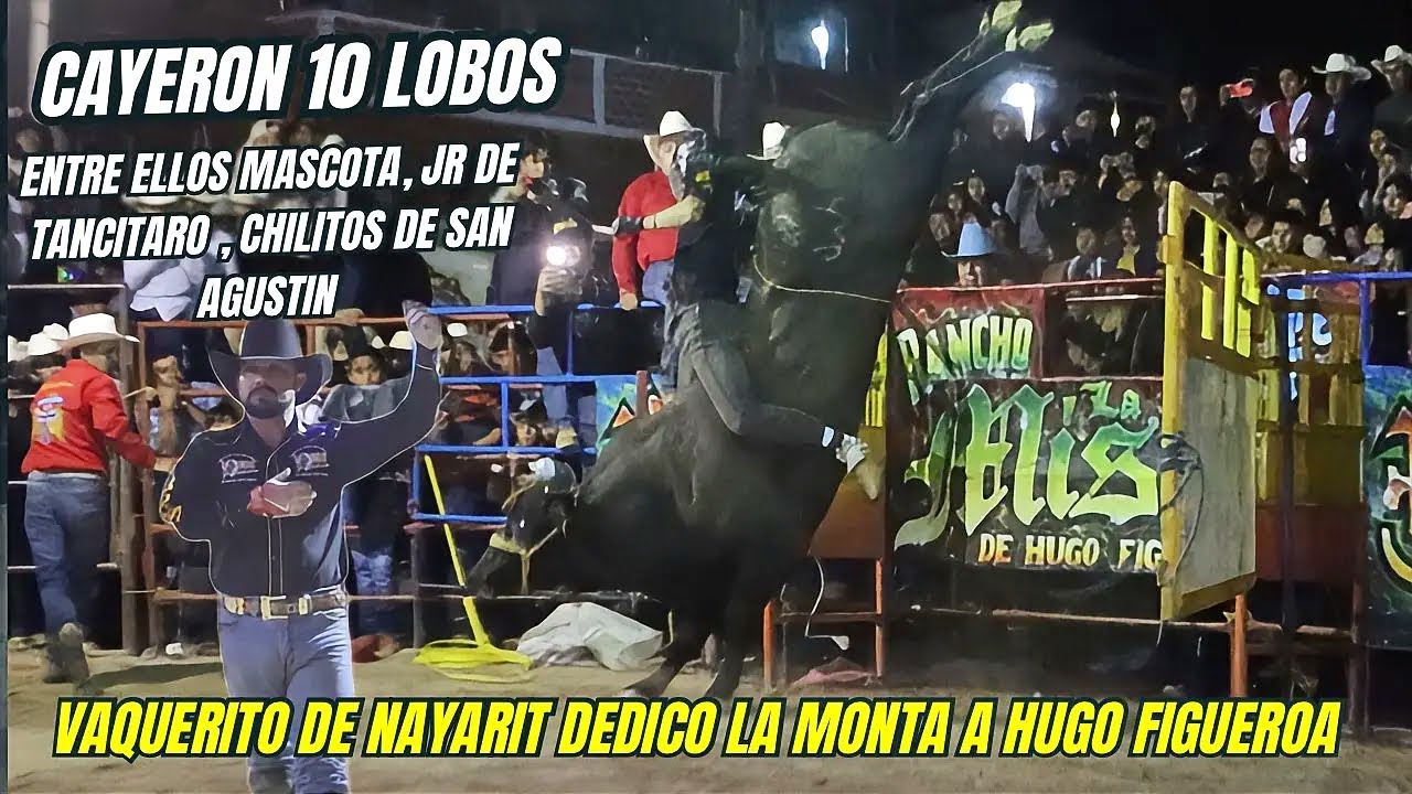 Cayeron 10 lobos entre ellos mascota de jalisco, vaquerito le dedica la monta a hugo figueroa.