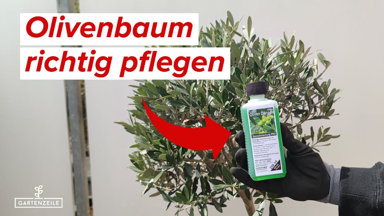 Olivenbaum Pflege - Diese Tipps solltest du unbedingt beachten! Schneiden, Düngen, Frostschutz.
