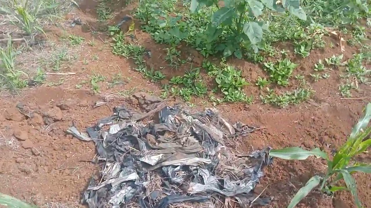 🔴 perawatan tanaman jagung dikebun durian 
