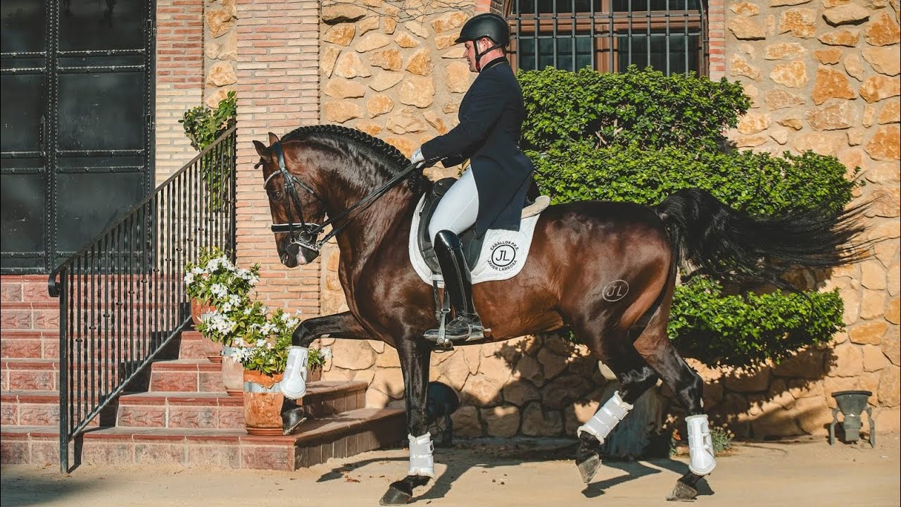 PRE Stallion 2019 16.0hh (162cm) PSG-level amateur-friendly