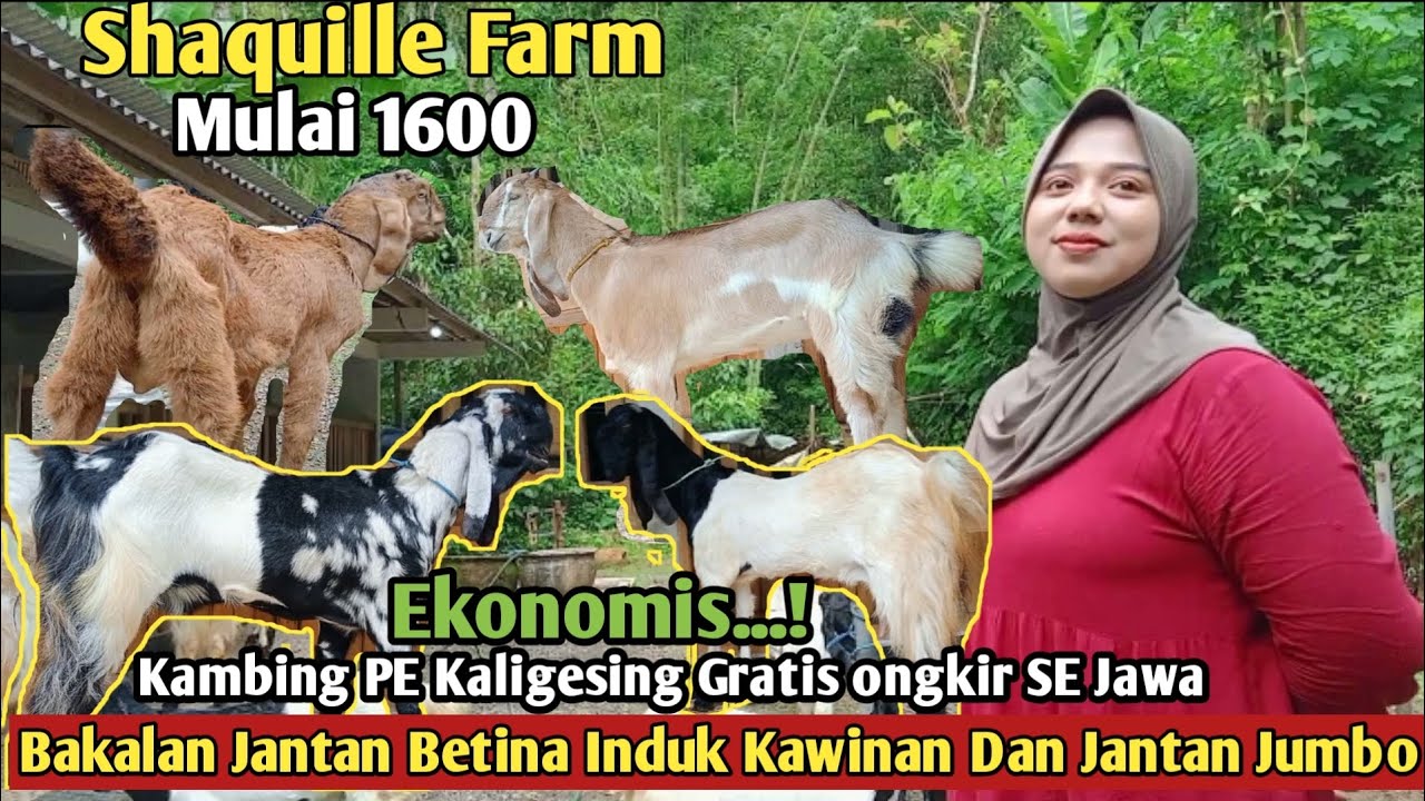 1600….!! GRATIS ONGKIR SE JAWA KAMBING PE KALIGESING #hargakambing#kambingpe