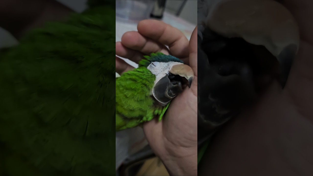 Arara Maracan&atilde; pedindo carinho. Parrot