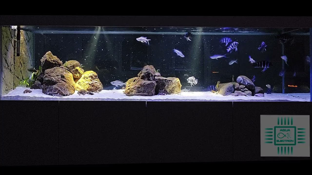 Dzika Tanganika Karmienie (Wild Tanganyika Feeding) -1400L- Cyphotilapia Moba, Bentho and others