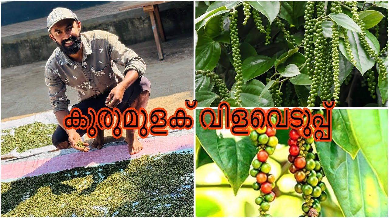 വിളവെടുക്കാൻ വൈകിയാൽ 😇