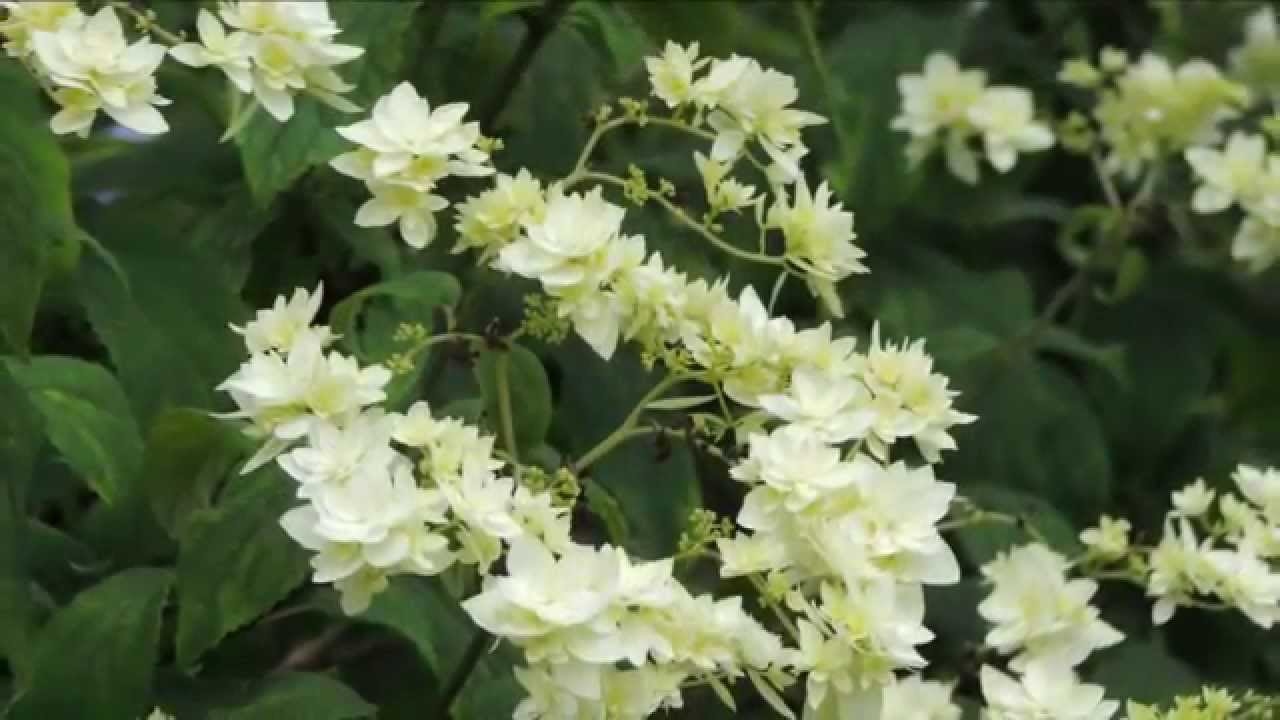 北茨城　あじさいの森　2　Kitaibaraki hydrangea forest 2