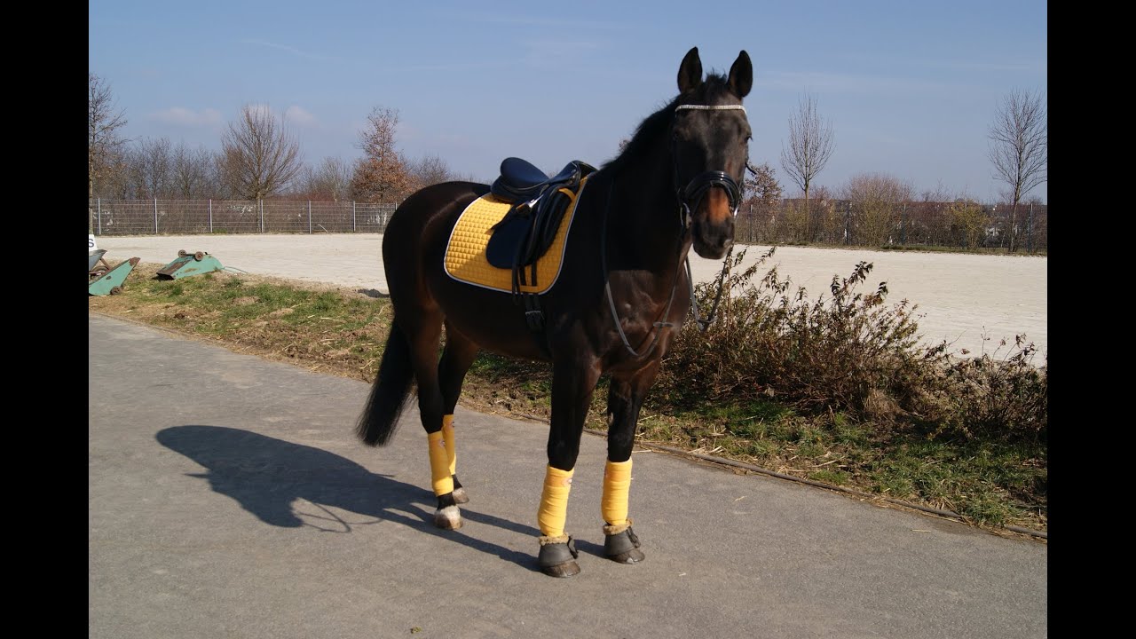 FMA & Haul - Reitsport Frölich und Eröffnung Krämer Mega Store