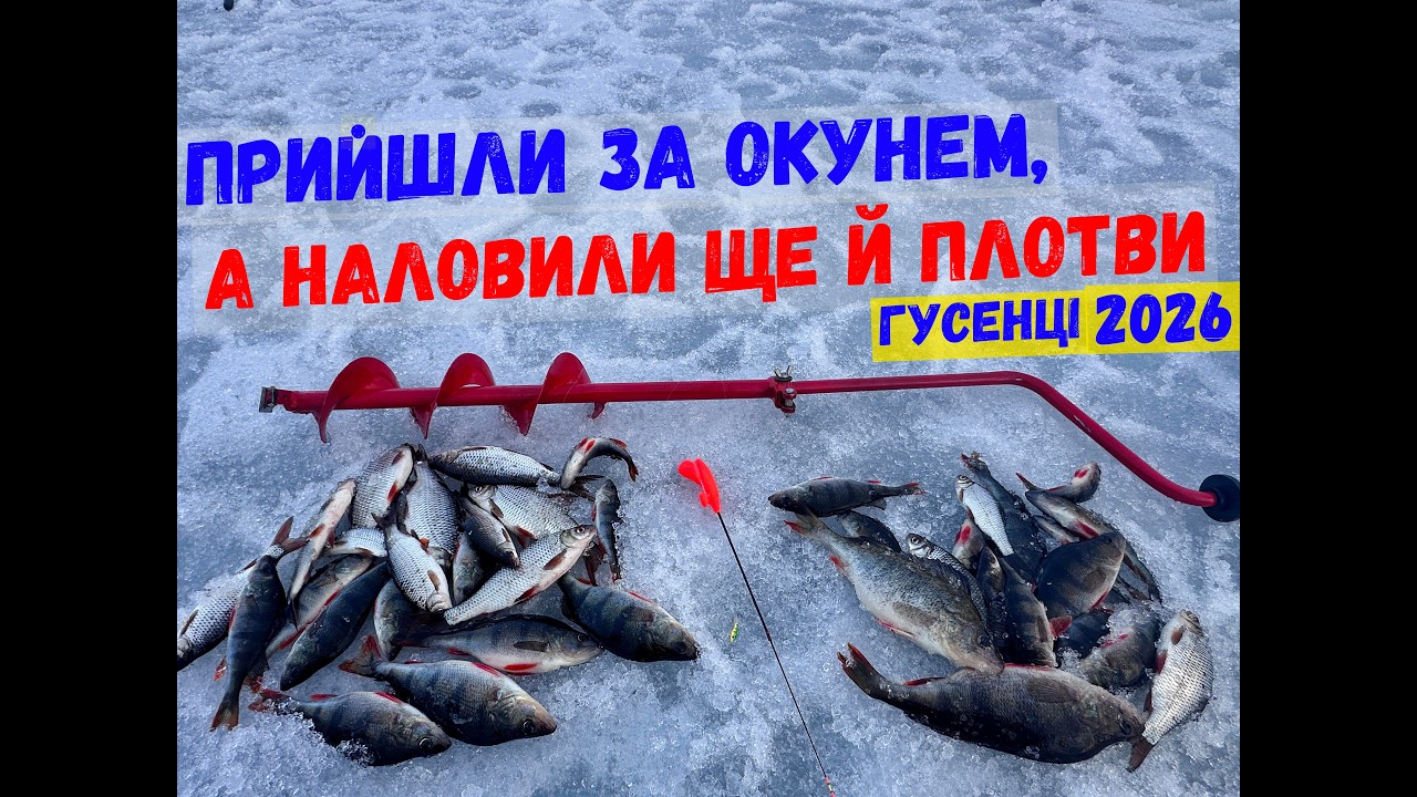 прийшли за окунем, а наловили ще й плотви