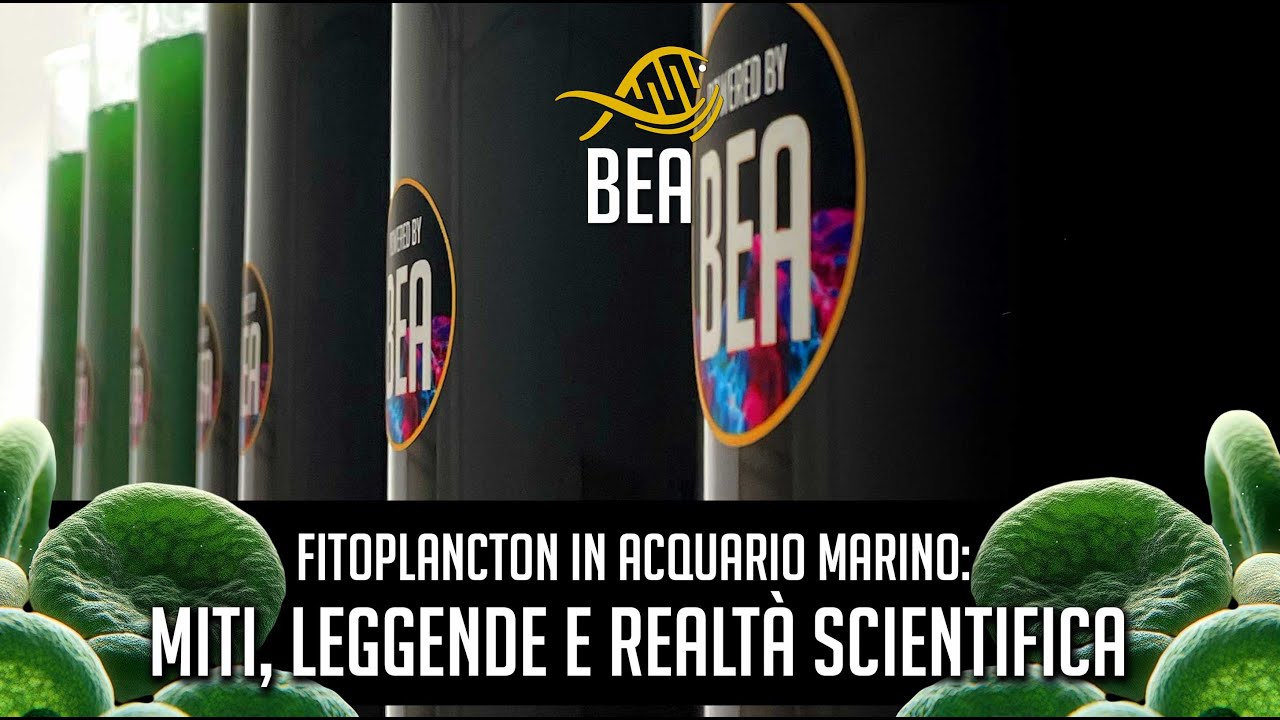 Fitoplancton in acquario marino: tra miti, leggende e realtà scientifica.