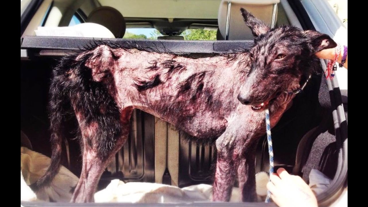 Amazing recovery of a dog that was dying in the forest