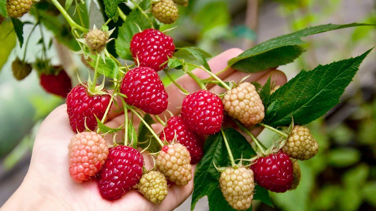 ZMEURA DELNIWA. ZMEURĂ REMONTANTĂ. DELNIWA RASPBERRY