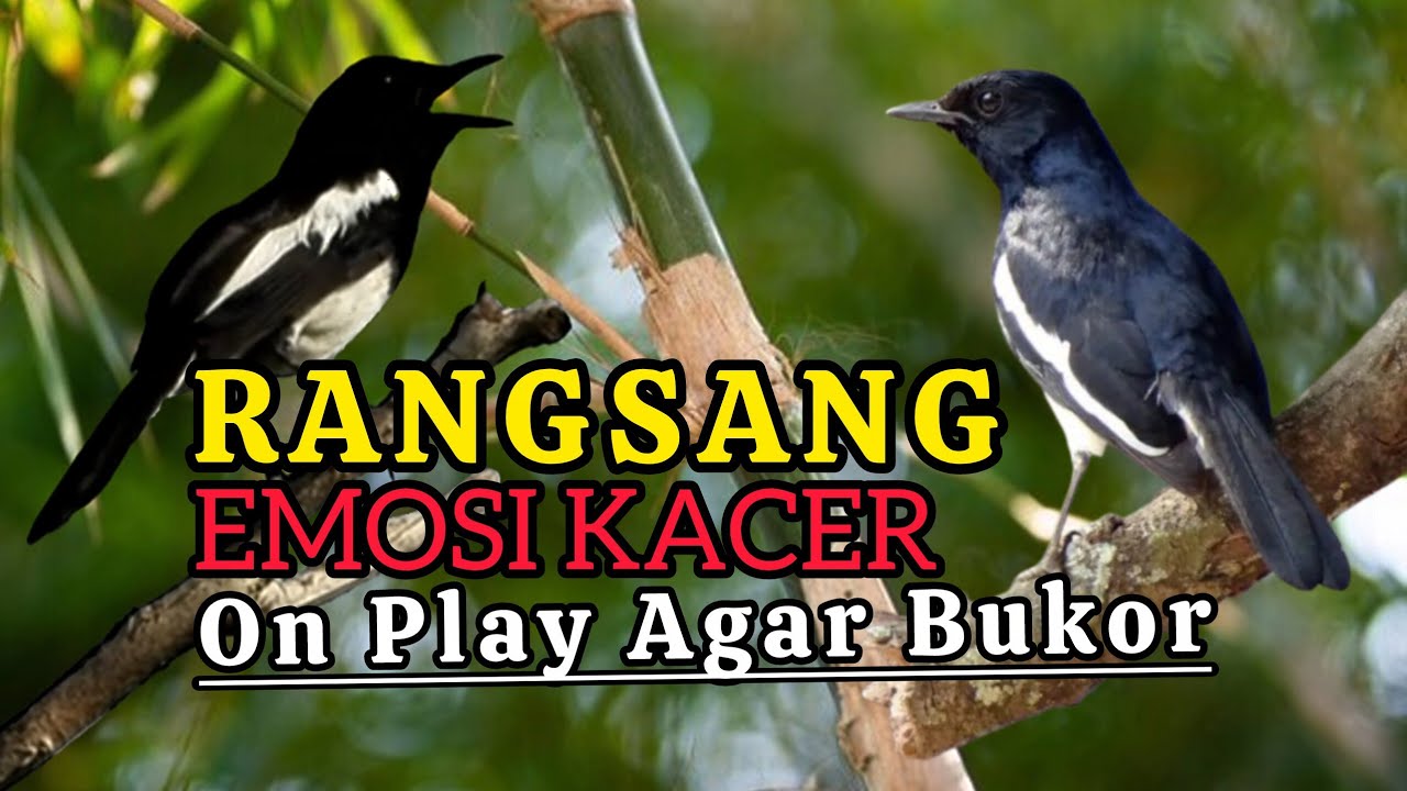Pancingan Kacer Agar ON Rangsang Emosi dan BIRAHI KACER