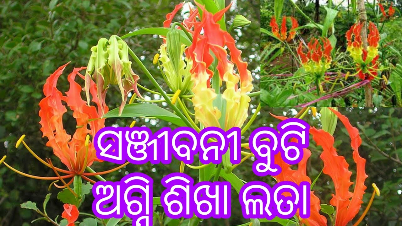 ଅଗ୍ନି ଶିଖା, ବିଷ ନାଶକ, ଧବଳ କୁଷ୍ଠ, ସୁଖ ପ୍ରସବ, ଚନ୍ଦା ମୁଣ୍ଡ ପାଇଁ ଲାଭପ୍ରଦ। Benefits of Flame Lilly.