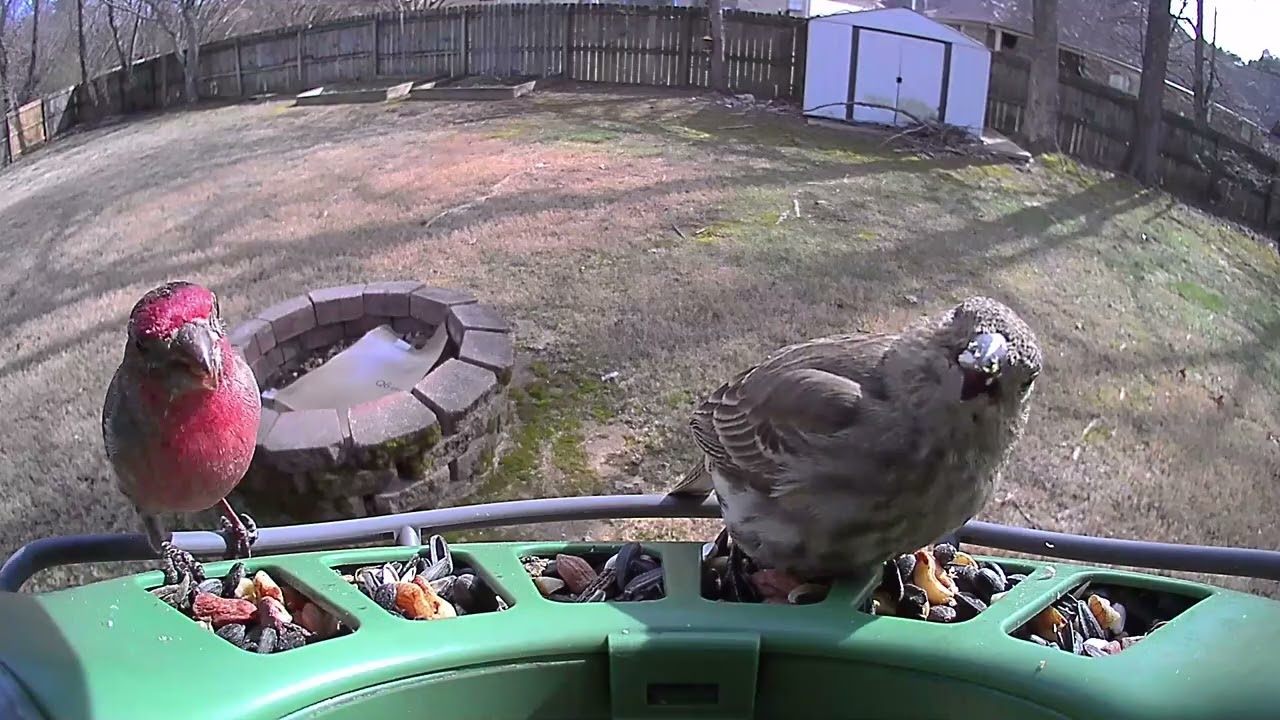 New Visitors at the Feeder! 🐦