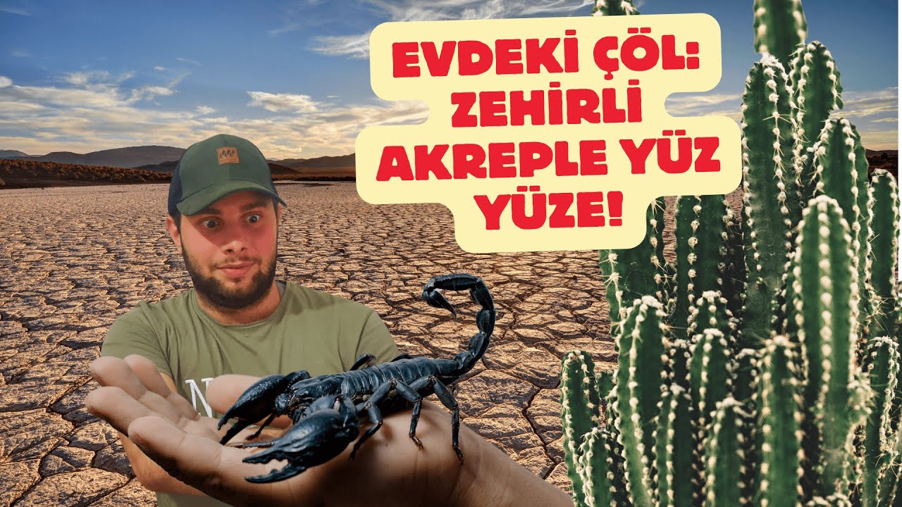AKREP İ&Ccedil;İN TERARYUM HAZIRLADIK  - B&ouml;l&uuml;m 2 &Ccedil;&ouml;l (Zehirli Akrep i&ccedil;erir!!!)