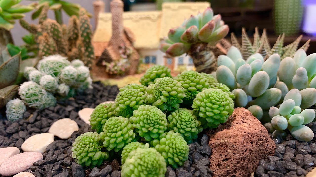 Cottage House Succulent Arrangement