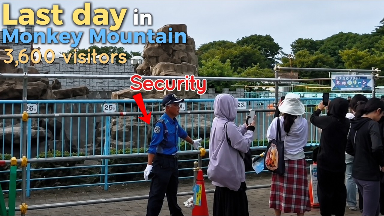 Last day on Monkey Mountain, 3600 Visitors, Security steps in, Punch says Hi and Goodbye!🐒&hearts;️