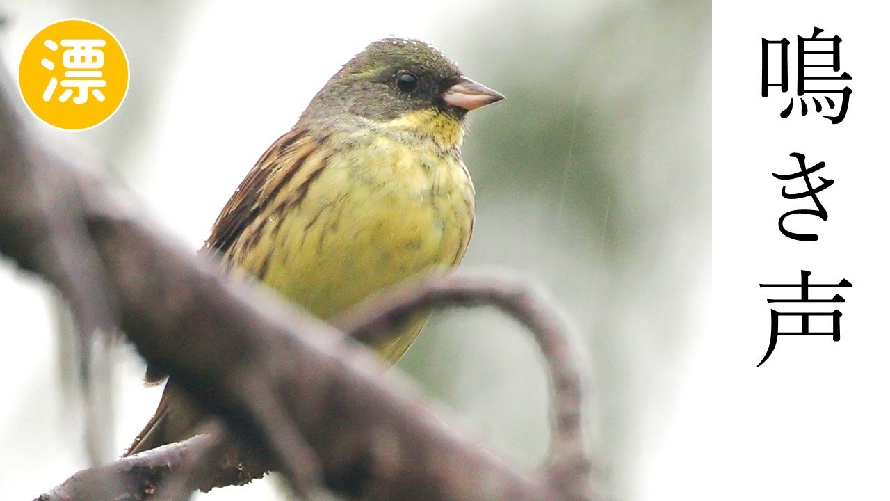 【解説】アオジの鳴き声（地鳴き）
