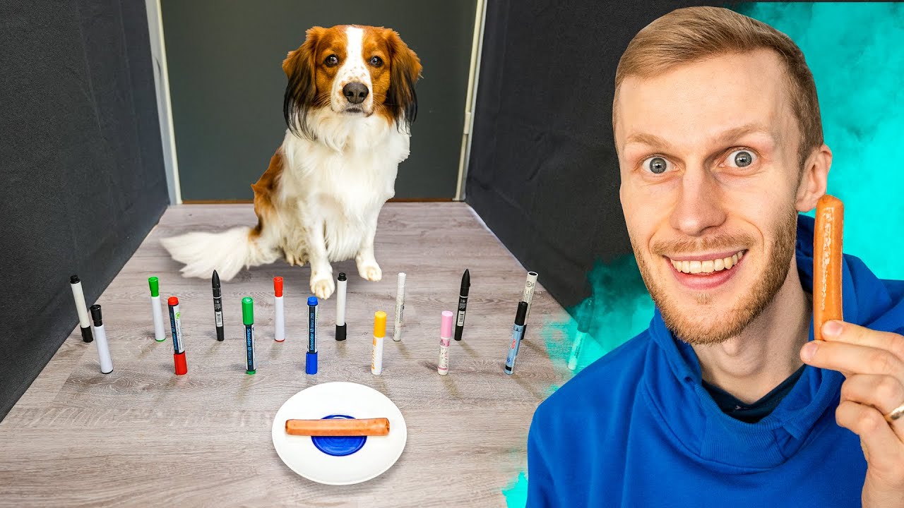 Hoidin koiraa 24 tuntia ja tein sille testejä!