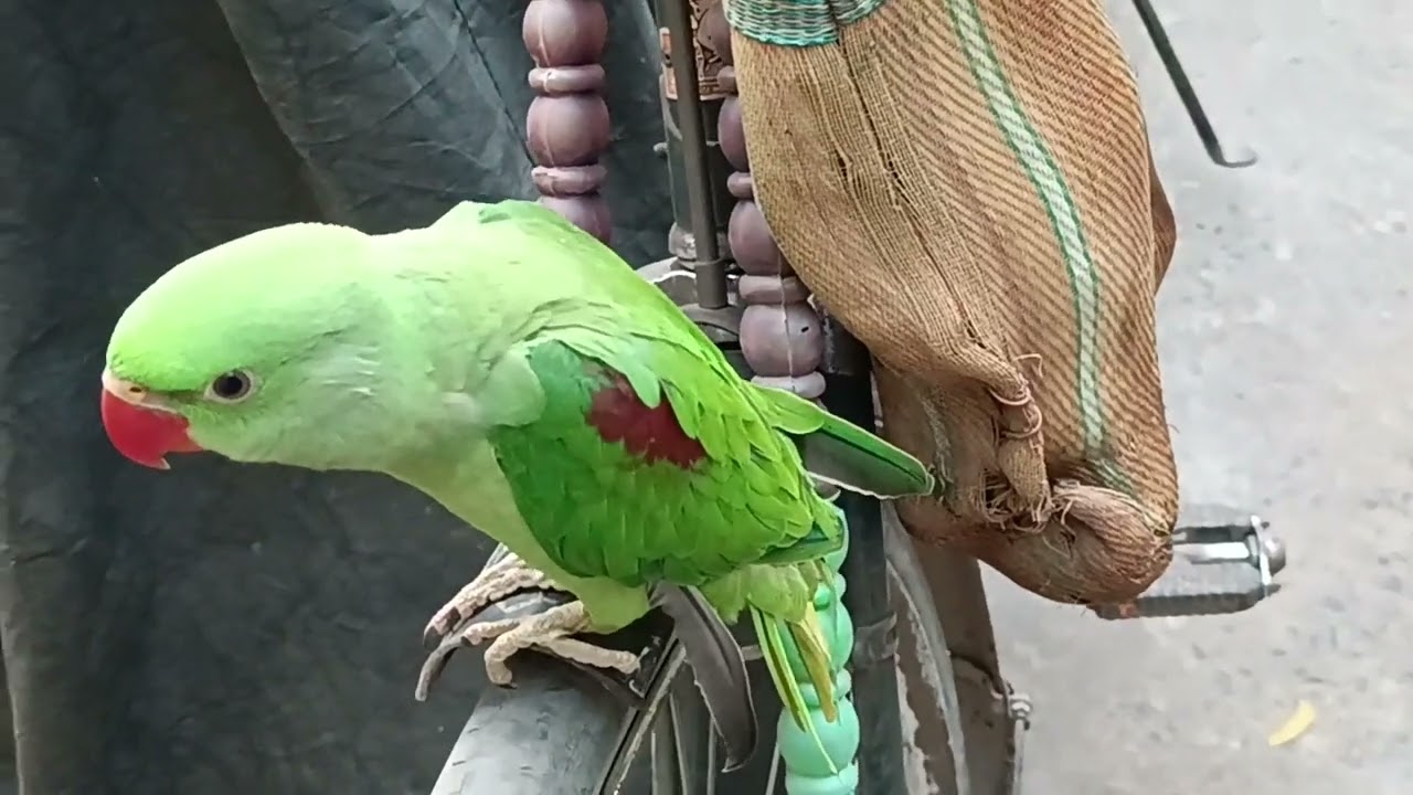 मिठु को देखो कहाँ बैठा है 😍🦜❤ || Love You Leo || #loveyouleo #parrot #talkingparot #funny#funny 2026