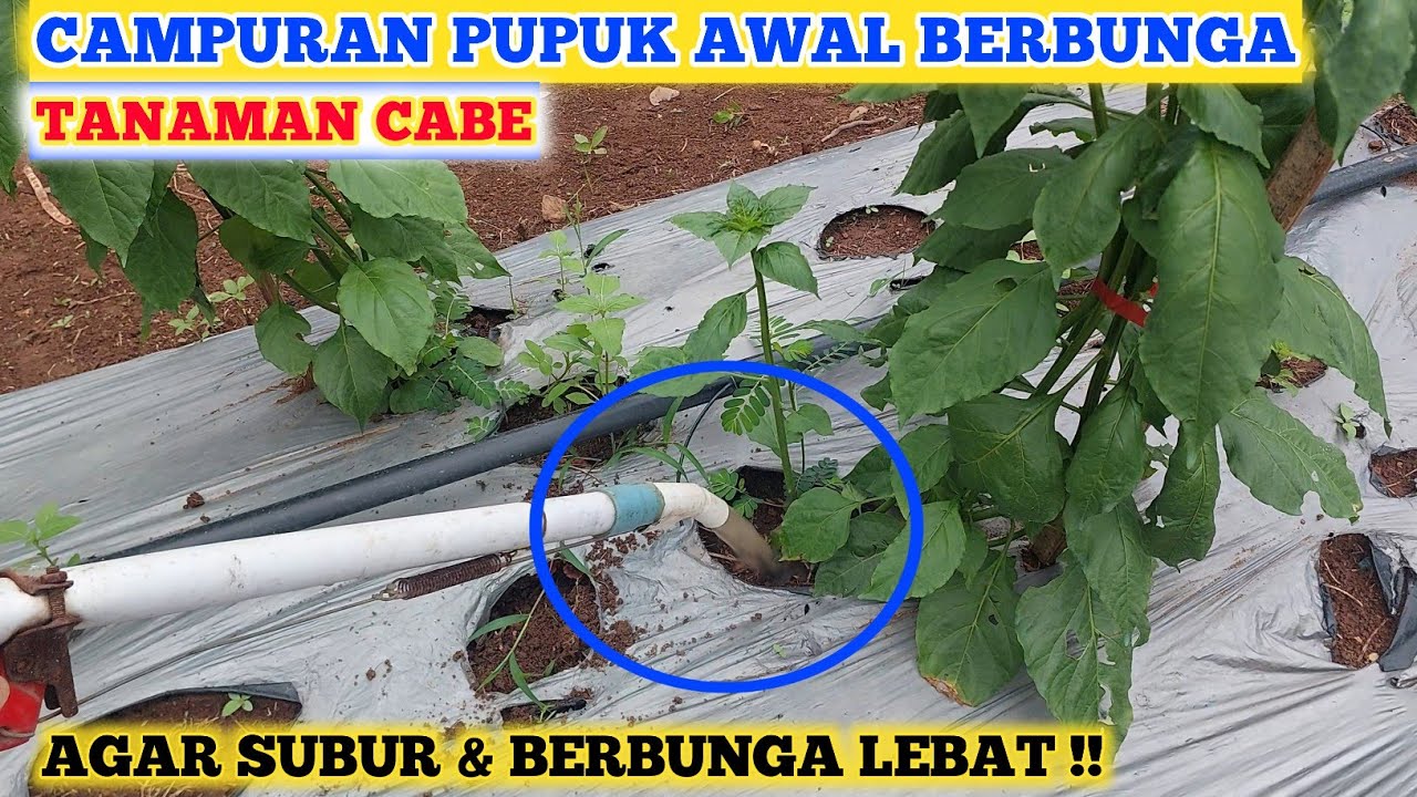 INILAH CAMPURAN PUPUK MASA BERBUNGA TANAMAM CABE | PUPUK UNTUK MELEBATKAN BUNGA TANAMAN CABE