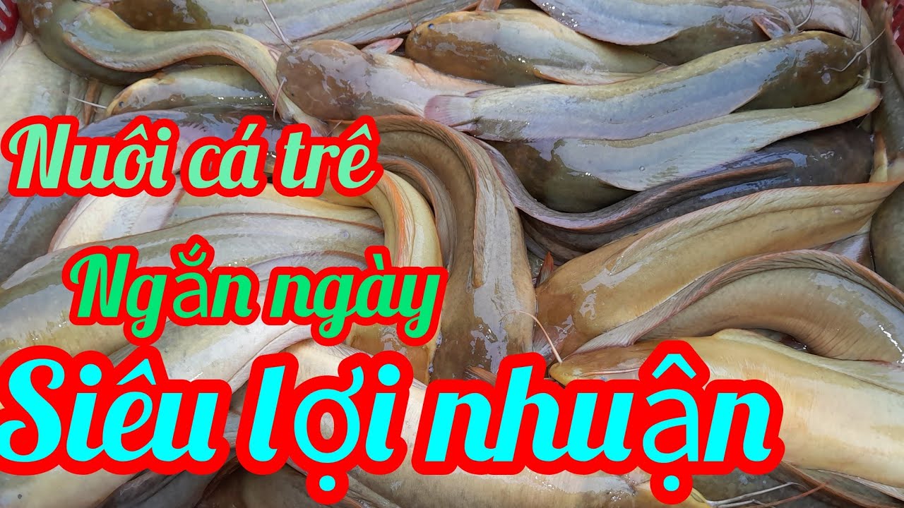 nuôi cá trê ngắn ngày siêu lợi nhuận