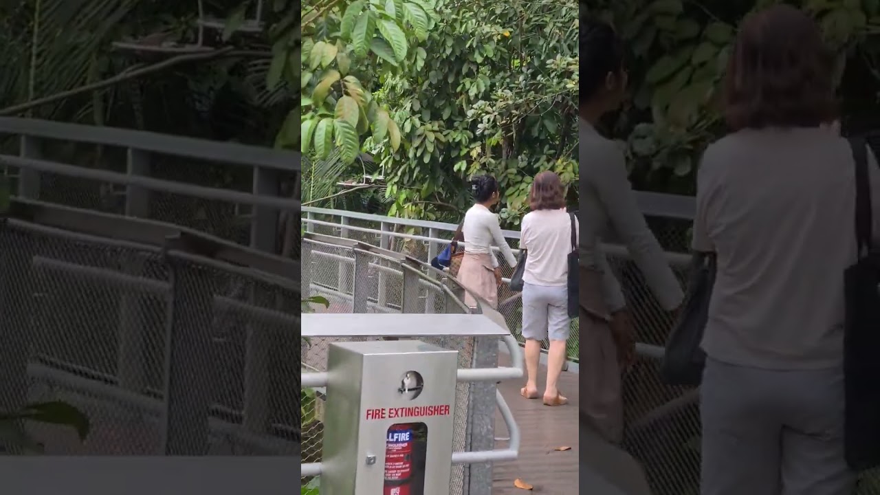 Bird Paradise at 20 Mandai Lake Road Singapore 19 July 2023 video 50