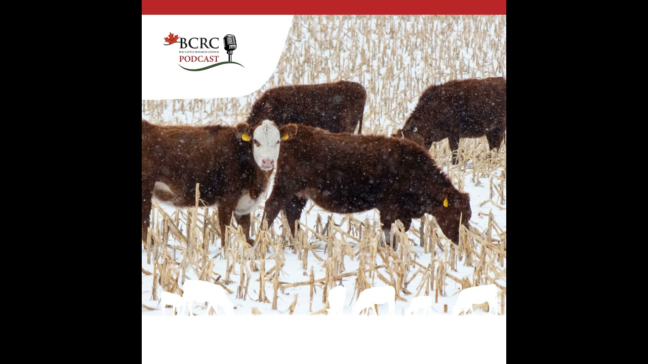 Episode 43: Seven Tips for Grazing Corn