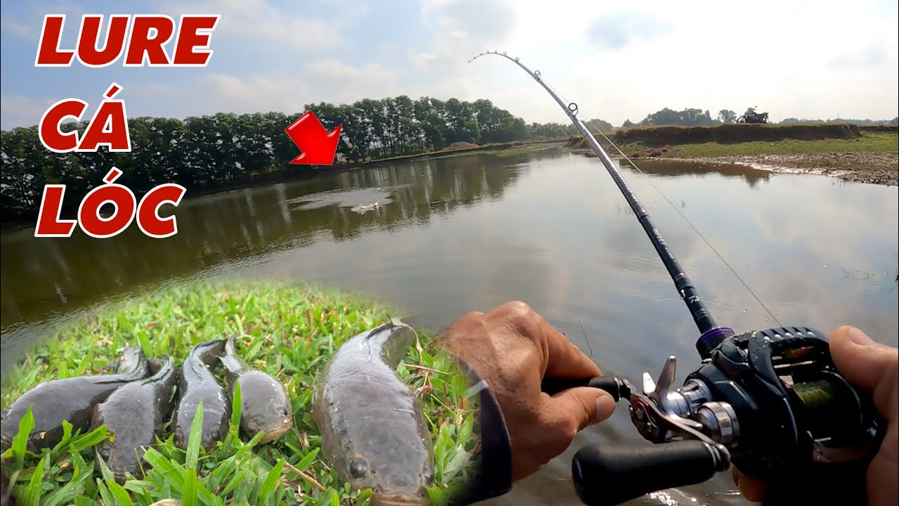 Câu Lure Cá Lóc ✅ Thử Lure Cá Lóc Bằng Cá Sắt Orochi Cạo Sơn Và Cái Kết | Tâm Râu Vlog #301