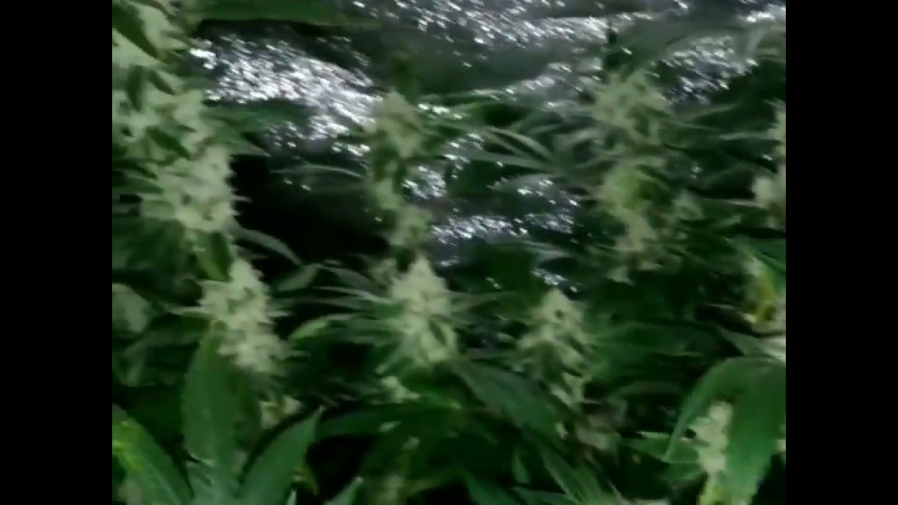 2x4 grow tent  ... 600w HPS .......