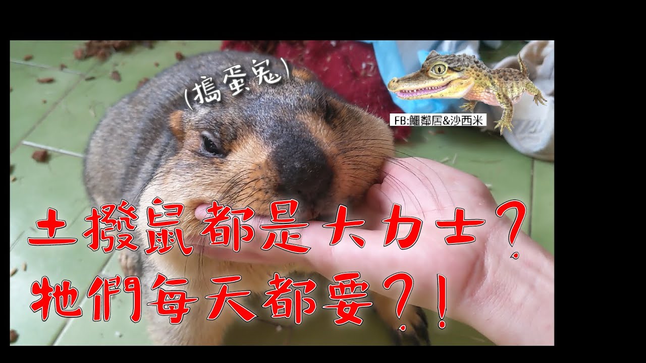 土撥鼠每天都在幹嘛？除了拾荒他們還會....