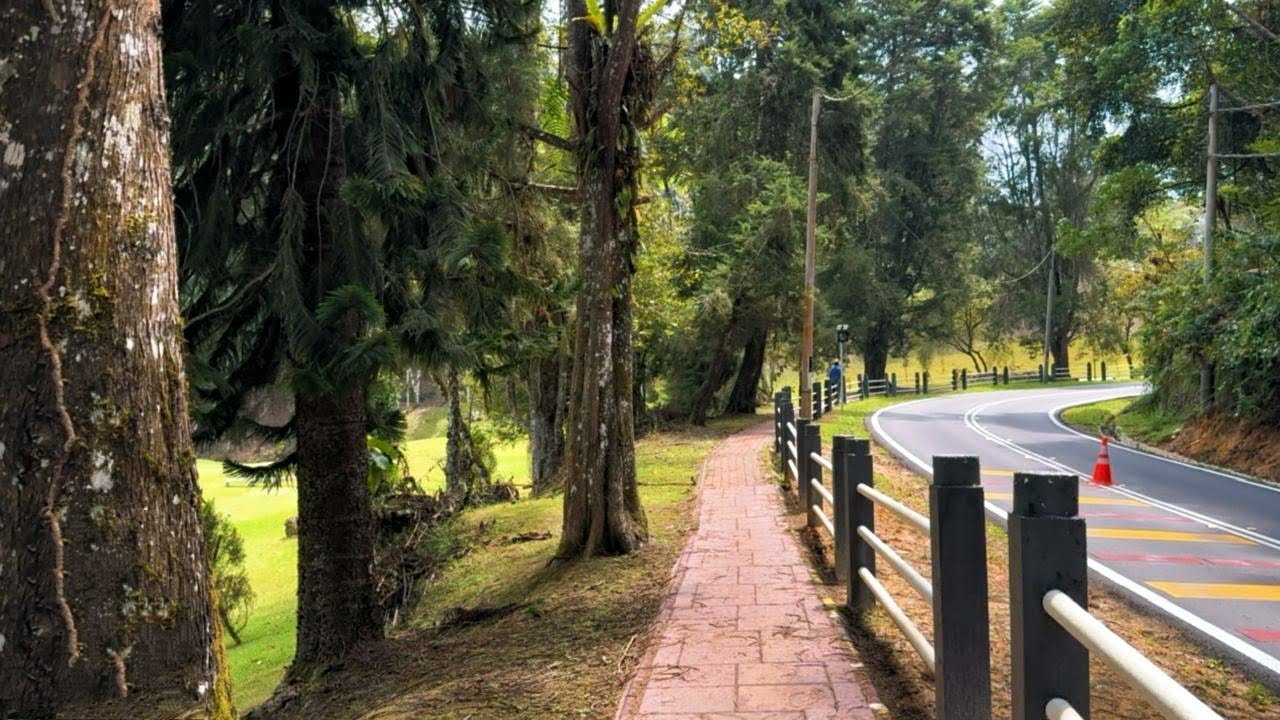 Paseo Tranquilo entre Bosques y Montañas 🌿 | Naturaleza en Silencio | 4K Sin Comentarios
