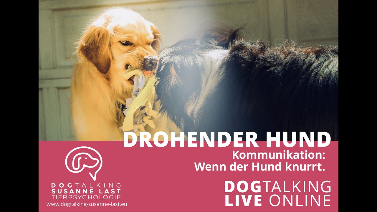 Podcast # 30 Drohender Hund - Kommunikation: Wenn der Hund knurrt