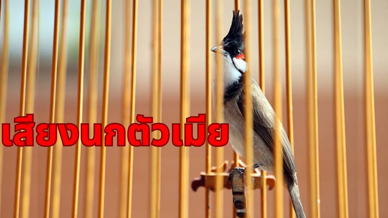 เสียงนกร้องทุกวันไพเราะมาก