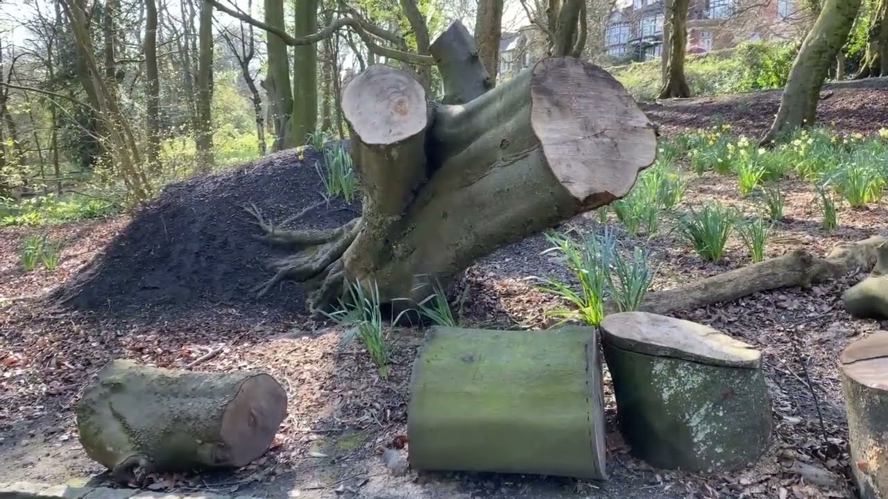 Corporation park #blackburn #park #ducks #2023 #subscribe #viral #subscribe #shortvideo #trending