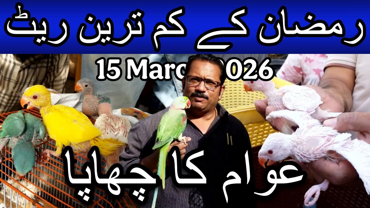 Lalukhet exotic birds market part 2 15 March 2026 | Cheapest price parrot market in Karachi Pakistan