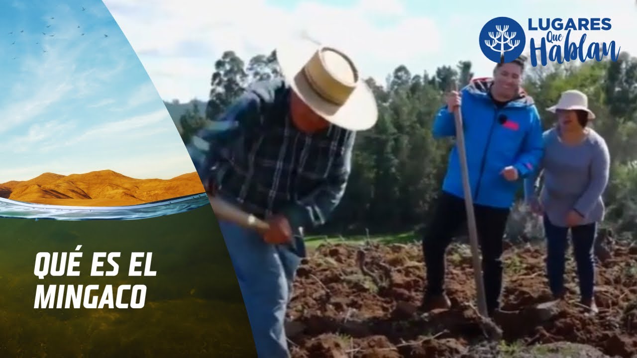 Localidad de Rere: Viñas, 